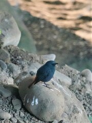 Phoenicurus fuliginosus