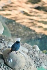 Phoenicurus fuliginosus