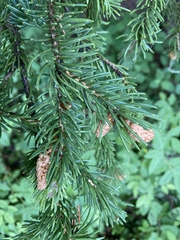 Picea engelmannii