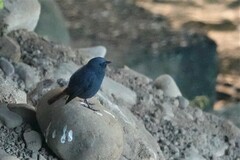 Phoenicurus fuliginosus