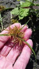 Cyperus engelmannii