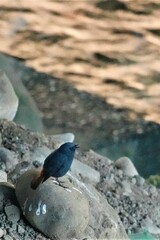 Phoenicurus fuliginosus