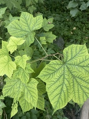 Rubus odoratus