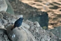 Phoenicurus fuliginosus