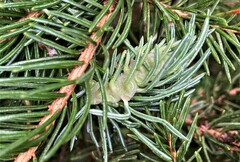 Picea engelmannii