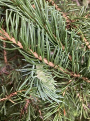 Picea engelmannii