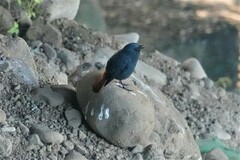 Phoenicurus fuliginosus