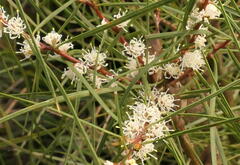 Hakea ulicina
