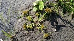 Cyperus engelmannii