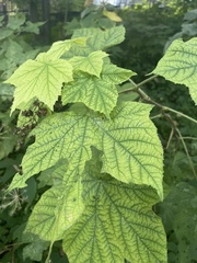 Rubus odoratus