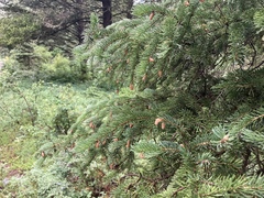 Picea engelmannii
