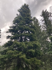 Picea engelmannii