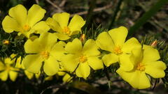 Hibbertia fasciculata