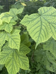 Rubus odoratus