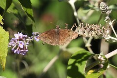 Erynnis horatius