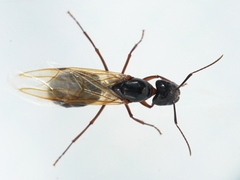 Camponotus americanus
