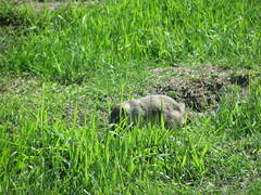 Urocitellus richardsonii