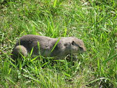 Urocitellus richardsonii