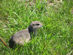 Urocitellus richardsonii