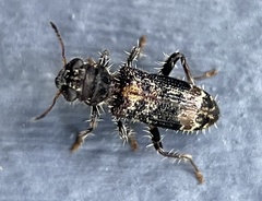 Stigmatium quadricostatum