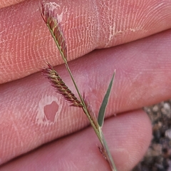 Bouteloua barbata