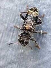Stigmatium quadricostatum