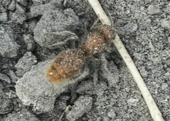 Sphaeropthalma unicolor