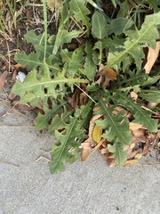 Taraxacum officinale