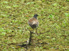 Porphyriops melanops