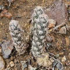 Micropuntia pulchella