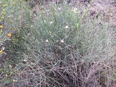 Stephanomeria pauciflora