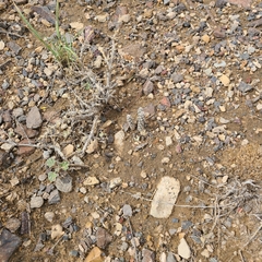 Micropuntia pulchella