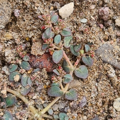 Euphorbia micromera