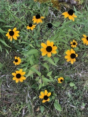 Rudbeckia triloba