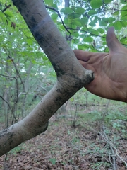 Hamamelis virginiana
