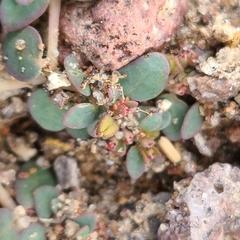 Euphorbia micromera
