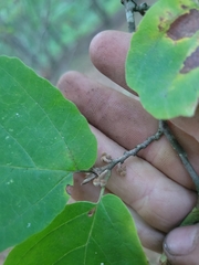 Hamamelis virginiana