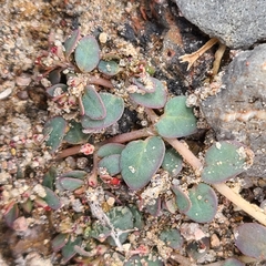 Euphorbia micromera