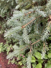 Picea engelmannii