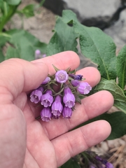 Symphytum officinale