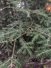 Tsuga canadensis