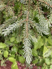 Picea engelmannii