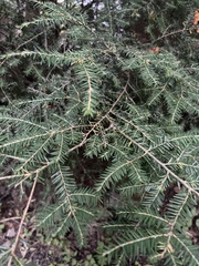 Tsuga canadensis