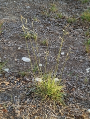 Bouteloua pectinata