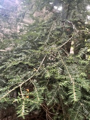 Tsuga canadensis