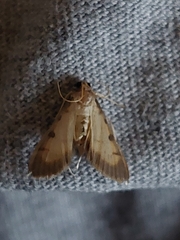 Cnaphalocrocis medinalis