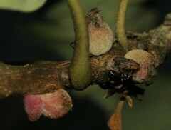 Disholcaspis quercusmamma