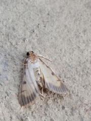 Cnaphalocrocis medinalis