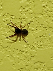 Trachelas tranquillus