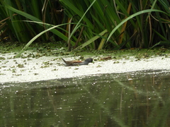 Porphyriops melanops